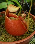Nepenthes bicalcarata 'red' 3